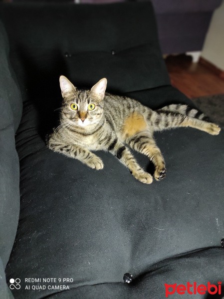 Tekir Kedi, Kedi  Hera fotoğrafı