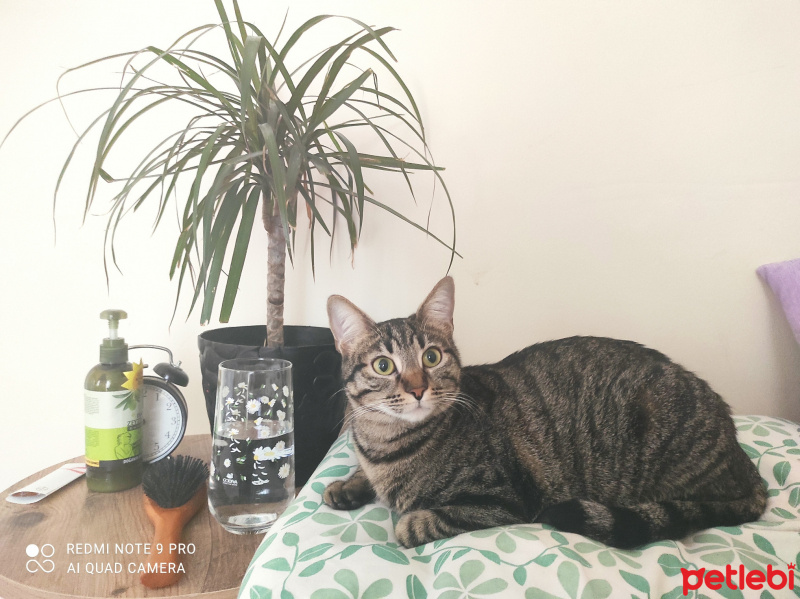 Tekir Kedi, Kedi  Hera fotoğrafı