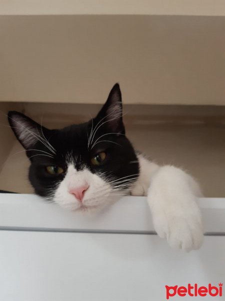 Tekir Kedi, Kedi  Metis fotoğrafı