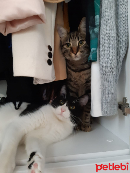 Tekir Kedi, Kedi  Metis fotoğrafı