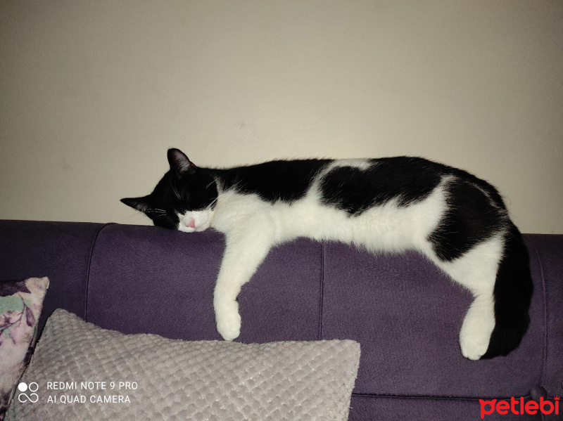 Tekir Kedi, Kedi  Metis fotoğrafı