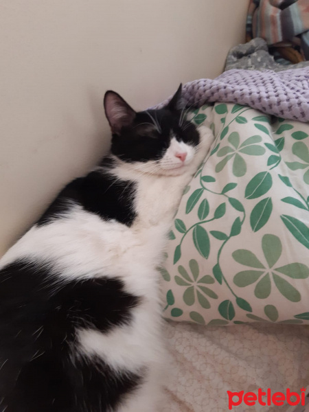 Tekir Kedi, Kedi  Metis fotoğrafı