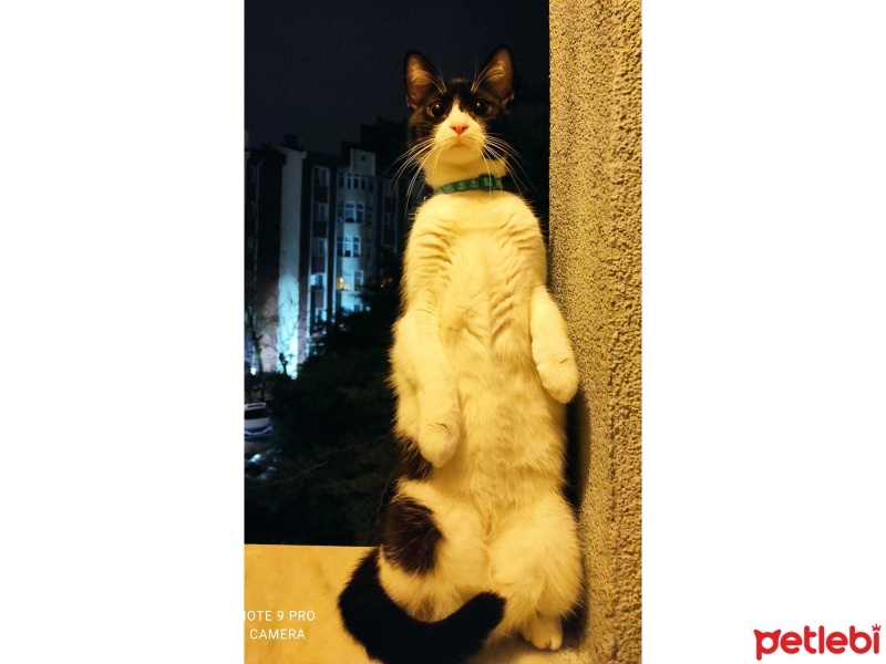 Tekir Kedi, Kedi  Metis fotoğrafı