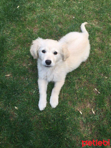 Golden Retriever, Köpek  Lucy fotoğrafı