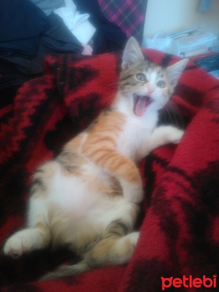 Tekir Kedi, Kedi  AFET fotoğrafı