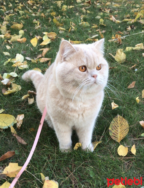 British Shorthair, Kedi  Karamel fotoğrafı