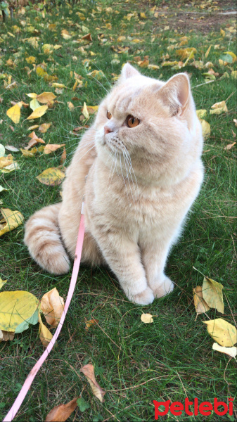 British Shorthair, Kedi  Karamel fotoğrafı