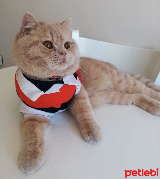 British Shorthair, Kedi  Karamel fotoğrafı