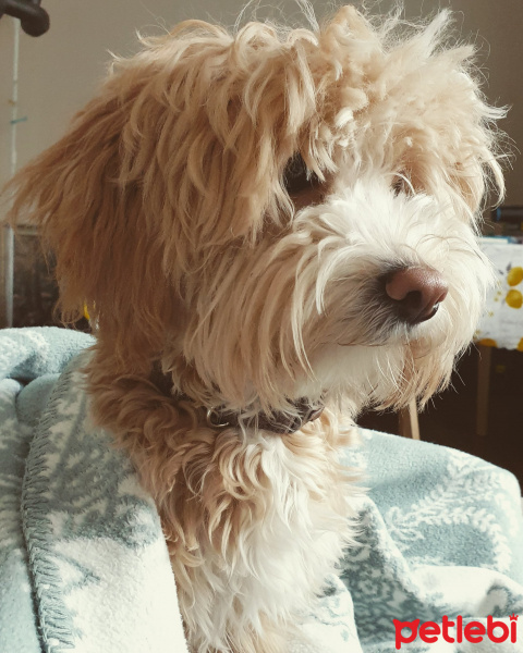 Poodle (Minyatür Kaniş), Köpek  Rio fotoğrafı