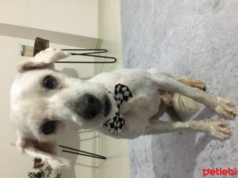 Maltese, Köpek  Papyon fotoğrafı