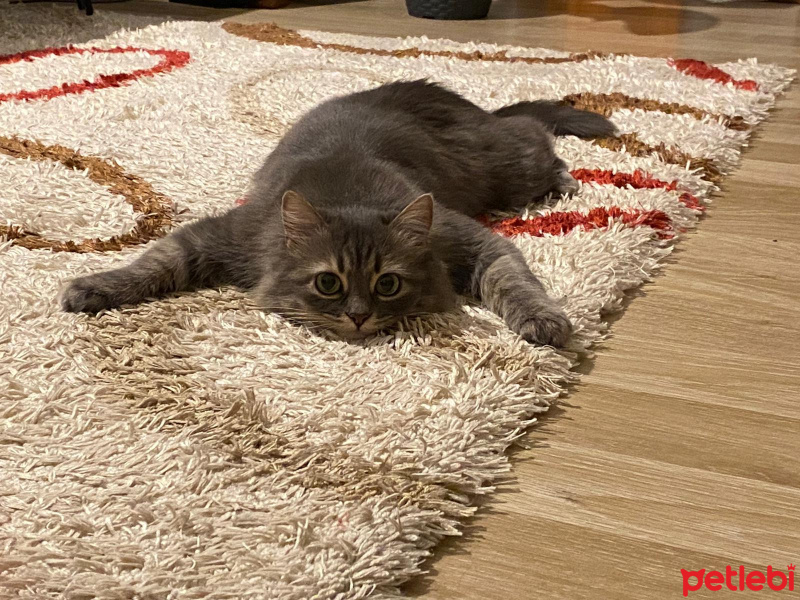 Tekir Kedi, Kedi  Shila fotoğrafı