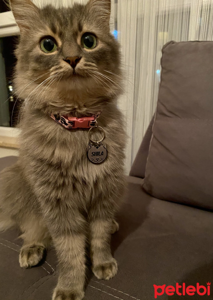 Tekir Kedi, Kedi  Shila fotoğrafı