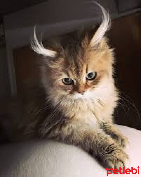 British Shorthair, Kedi  Çilek fotoğrafı