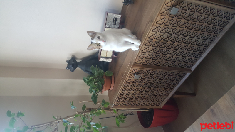 Tekir Kedi, Kedi  Benek ve Papatya Kardeşler fotoğrafı