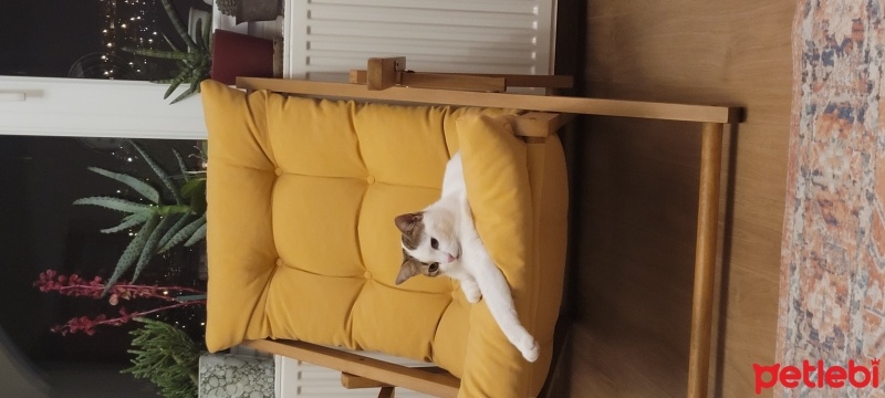 Tekir Kedi, Kedi  Benek ve Papatya Kardeşler fotoğrafı