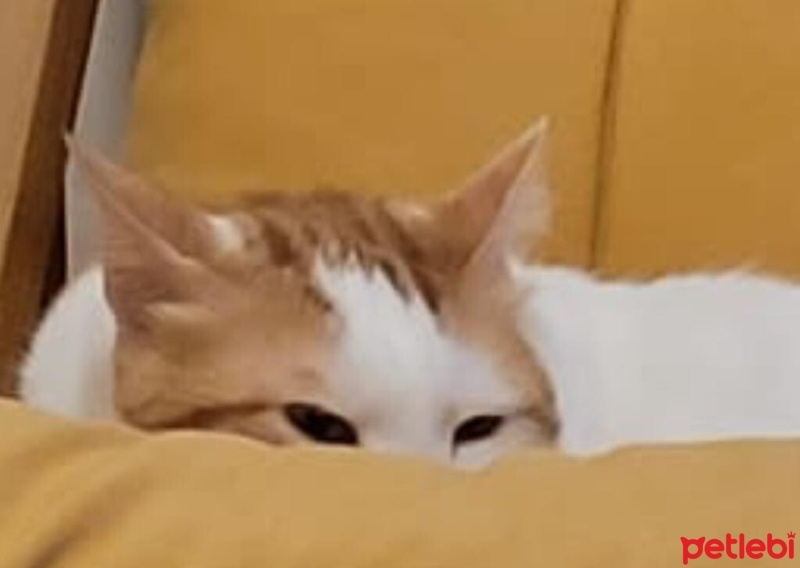 Tekir Kedi, Kedi  Benek ve Papatya Kardeşler fotoğrafı