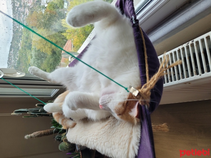 Tekir Kedi, Kedi  Benek ve Papatya Kardeşler fotoğrafı