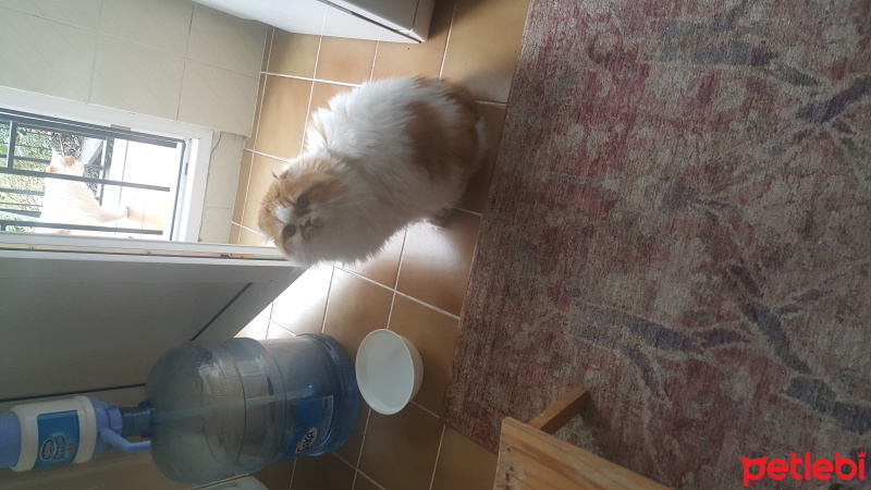 Tekir Kedi, Kedi  Benek ve Papatya Kardeşler fotoğrafı