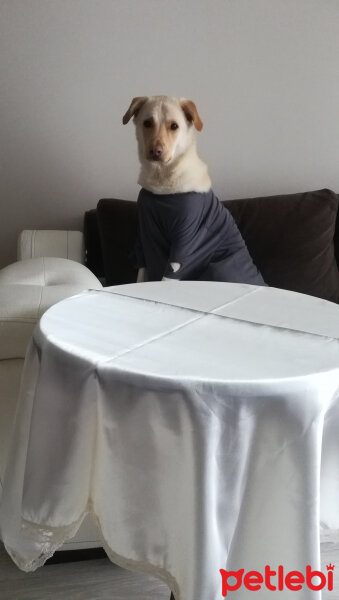 Labrador Retriever, Köpek  Frostmourne fotoğrafı