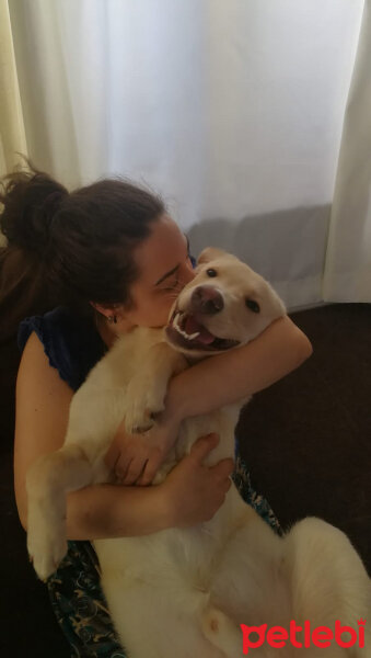 Labrador Retriever, Köpek  Frostmourne fotoğrafı