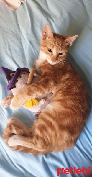 Sarman, Kedi  Paşa fotoğrafı