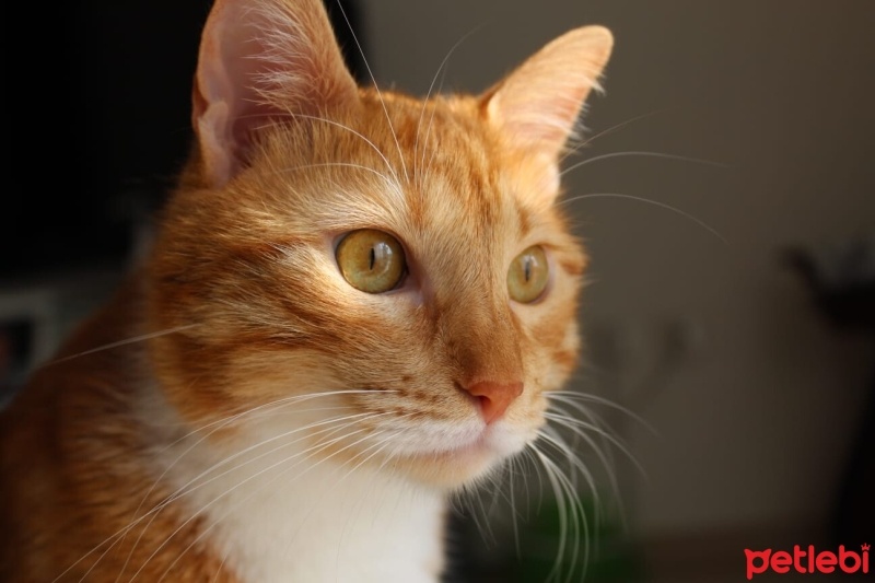 Sarman, Kedi  Paşa fotoğrafı