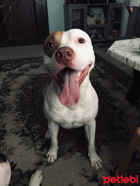 Amerikan Pitbull Terrier, Köpek  Zeus fotoğrafı