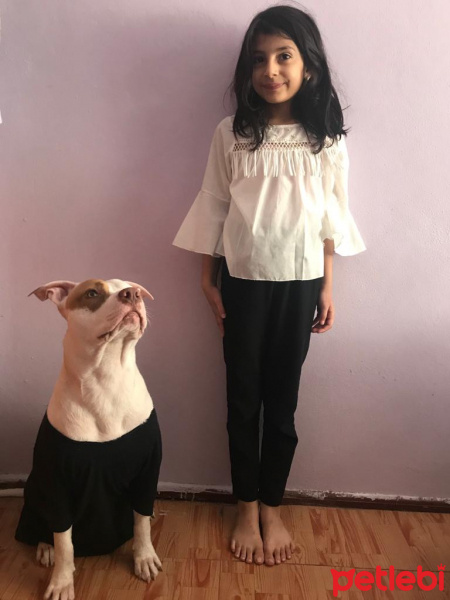 Amerikan Pitbull Terrier, Köpek  Zeus fotoğrafı