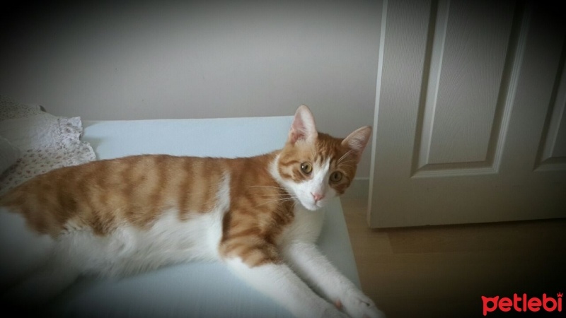 Tekir Kedi, Kedi  Boncuk fotoğrafı