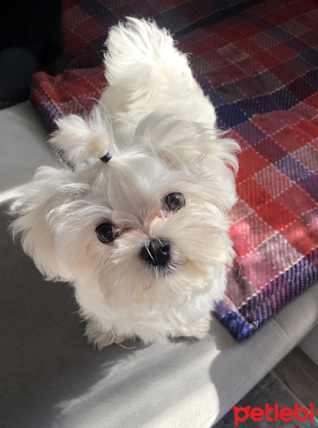 Maltese, Köpek  Cookie fotoğrafı