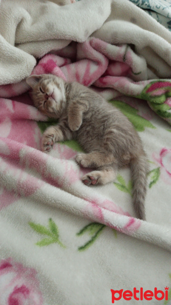 British Shorthair, Kedi  Yumak fotoğrafı