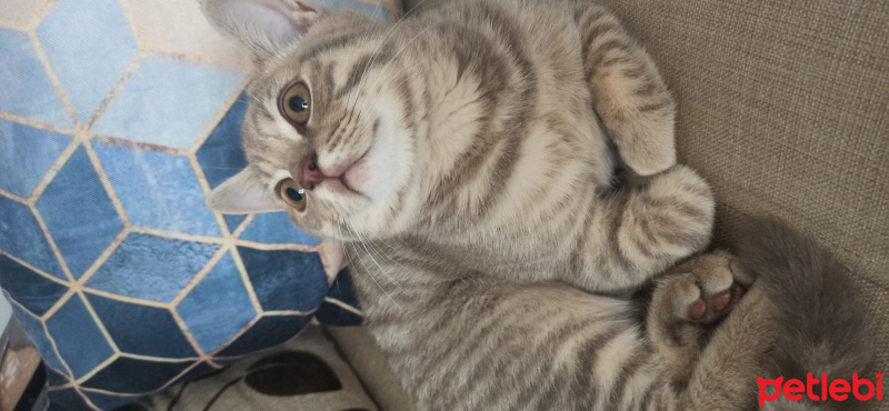 British Shorthair, Kedi  Yumak fotoğrafı