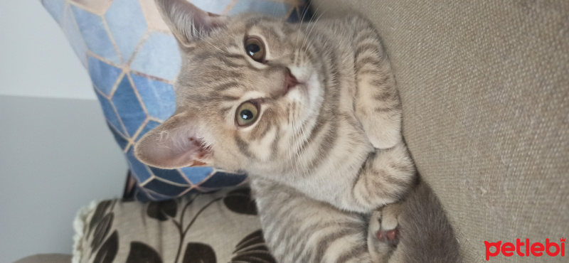 British Shorthair, Kedi  Yumak fotoğrafı