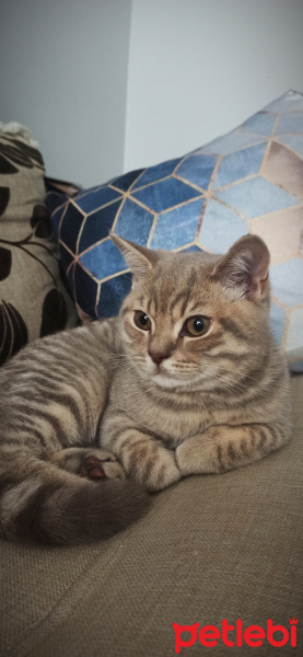 British Shorthair, Kedi  Yumak fotoğrafı