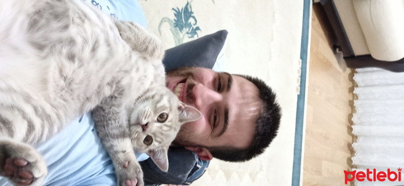 British Shorthair, Kedi  Yumak fotoğrafı