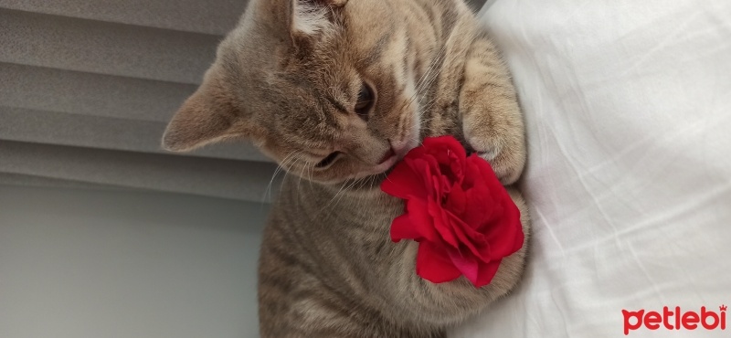 British Shorthair, Kedi  Yumak fotoğrafı