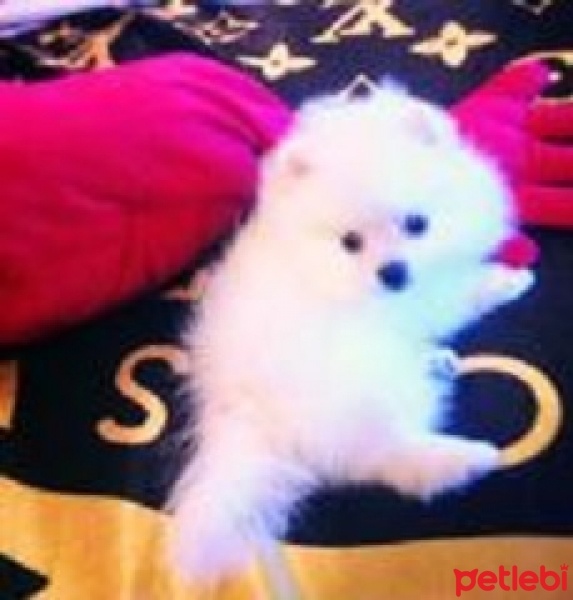 Pomeranyalı, Köpek  bobi fotoğrafı