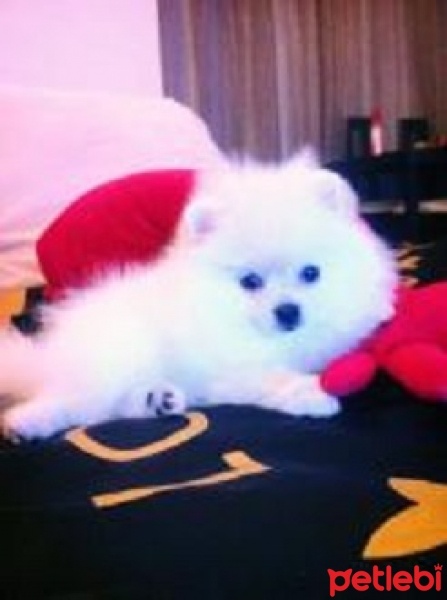 Pomeranyalı, Köpek  bobi fotoğrafı