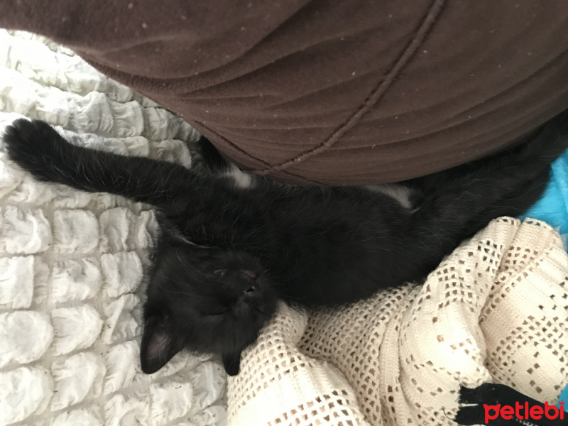 Tekir Kedi, Kedi  Gece fotoğrafı