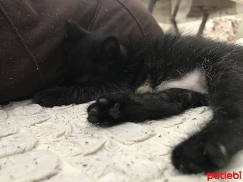 Tekir Kedi, Kedi  Gece fotoğrafı