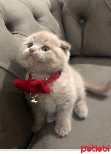 Scottish Fold, Kedi  Şans fotoğrafı