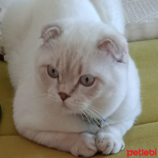 Scottish Fold, Kedi  PAŞA fotoğrafı