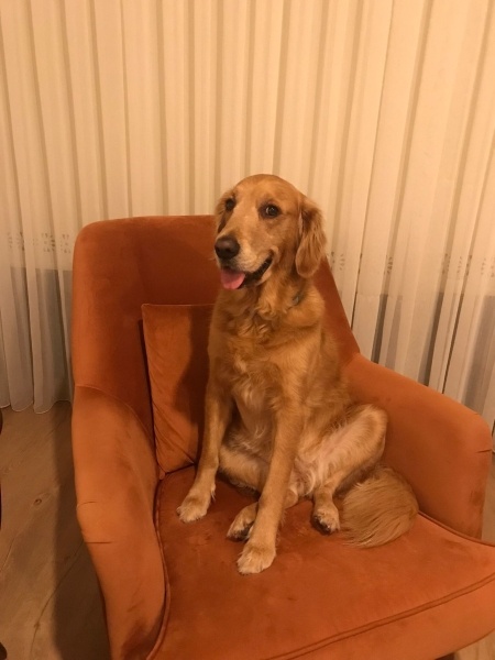 Golden Retriever, Köpek  Sasha fotoğrafı