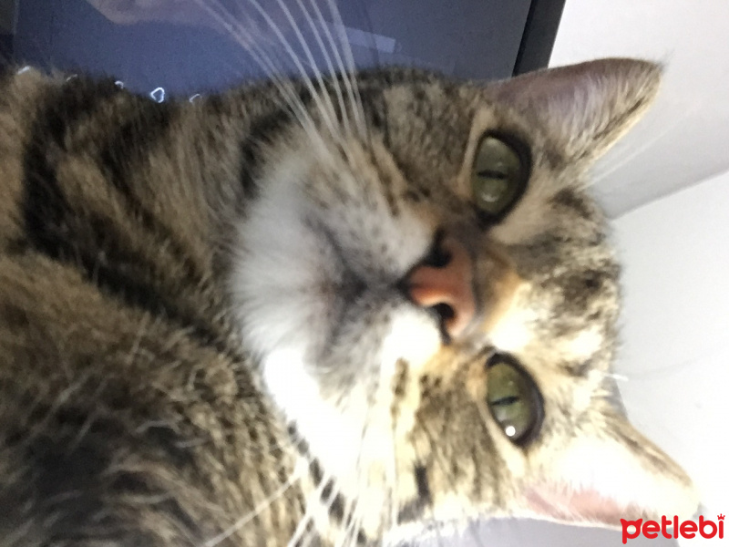 Tekir Kedi, Kedi  Eva fotoğrafı
