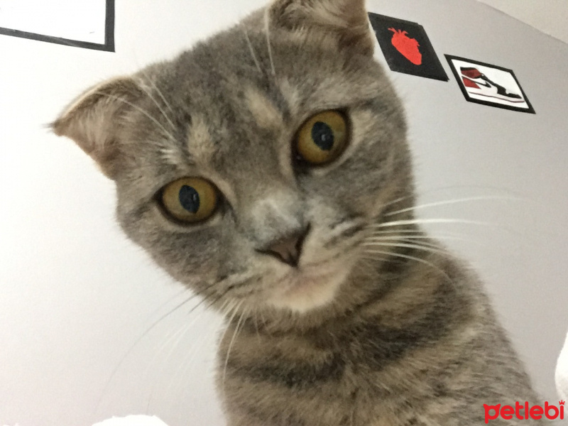 Scottish Fold, Kedi  Gri fotoğrafı