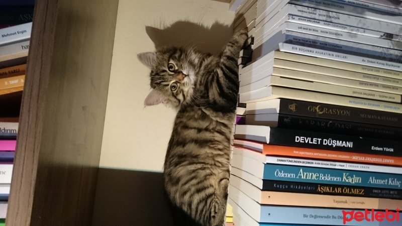 Tekir Kedi, Kedi  Naz fotoğrafı