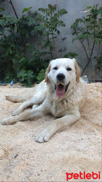 Golden Retriever, Köpek  Karamel fotoğrafı