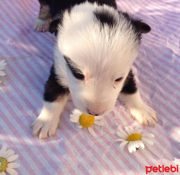 Sokö (Sokak Köpeği), Köpek  Merkür , dünya ve jüpiter fotoğrafı