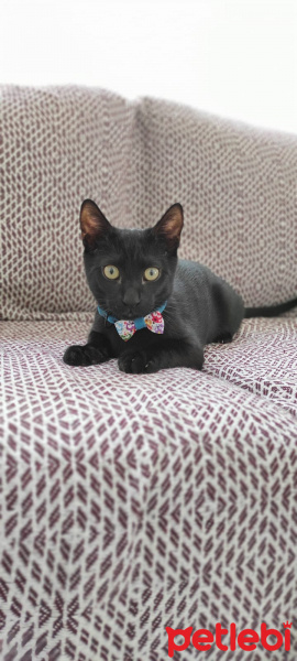 Tekir Kedi, Kedi  Pamuk fotoğrafı