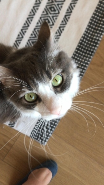Tekir Kedi, Kedi  PESTO fotoğrafı
